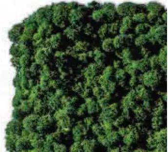 Evergreen Moos Premium 